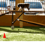 Beginning Agility