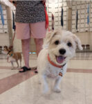 Puppy Class - Introduction to Obedience